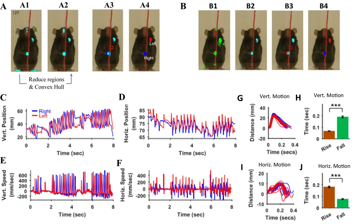 A Matlab-based toolbox for characterizing behavior of rodents engaged in string-pulling-thumbnail-13