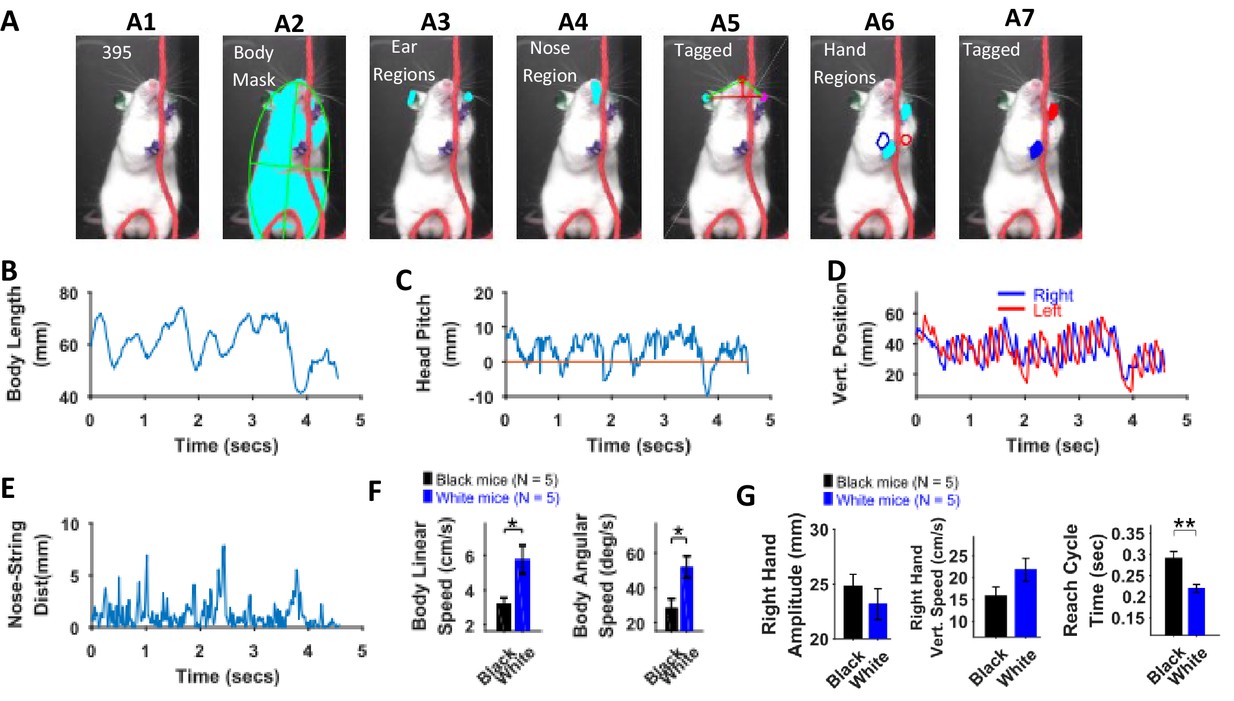 A Matlab-based toolbox for characterizing behavior of rodents engaged in string-pulling-thumbnail-1