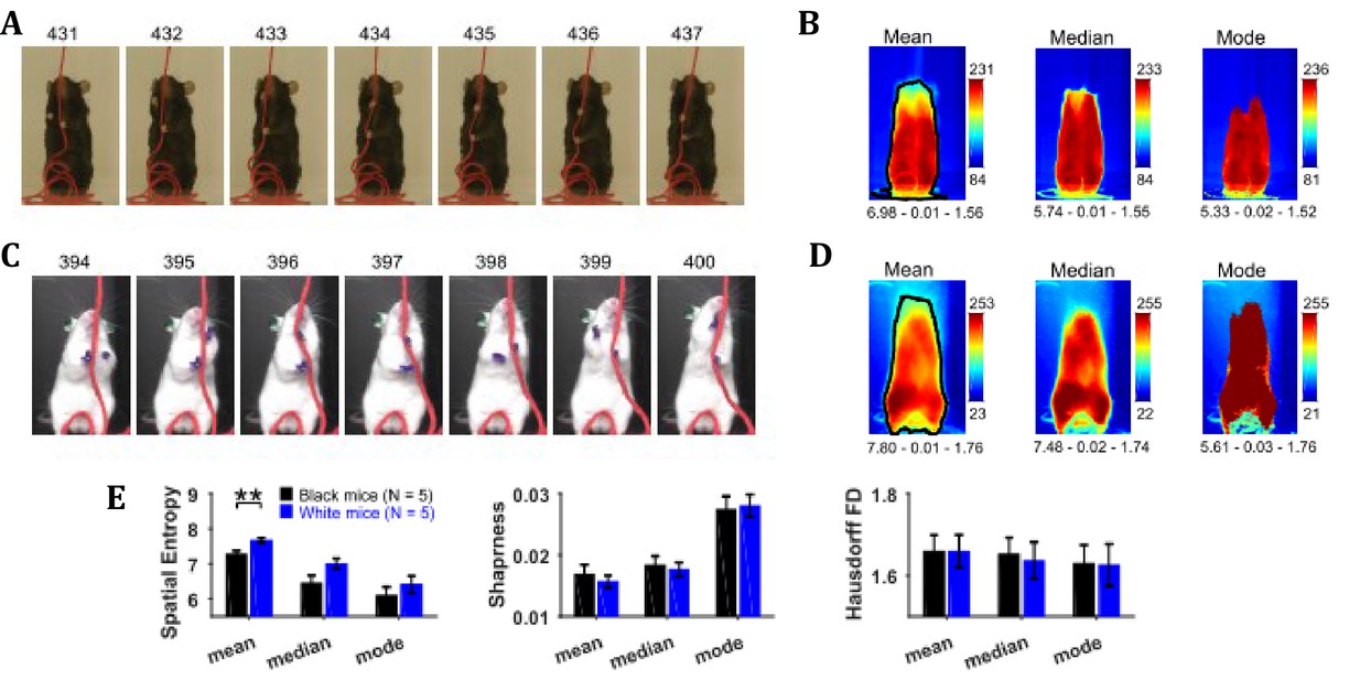 A Matlab-based toolbox for characterizing behavior of rodents engaged in string-pulling-thumbnail-7