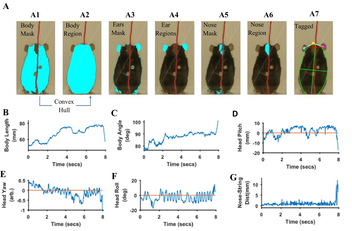 A Matlab-based toolbox for characterizing behavior of rodents engaged in string-pulling-thumbnail-9