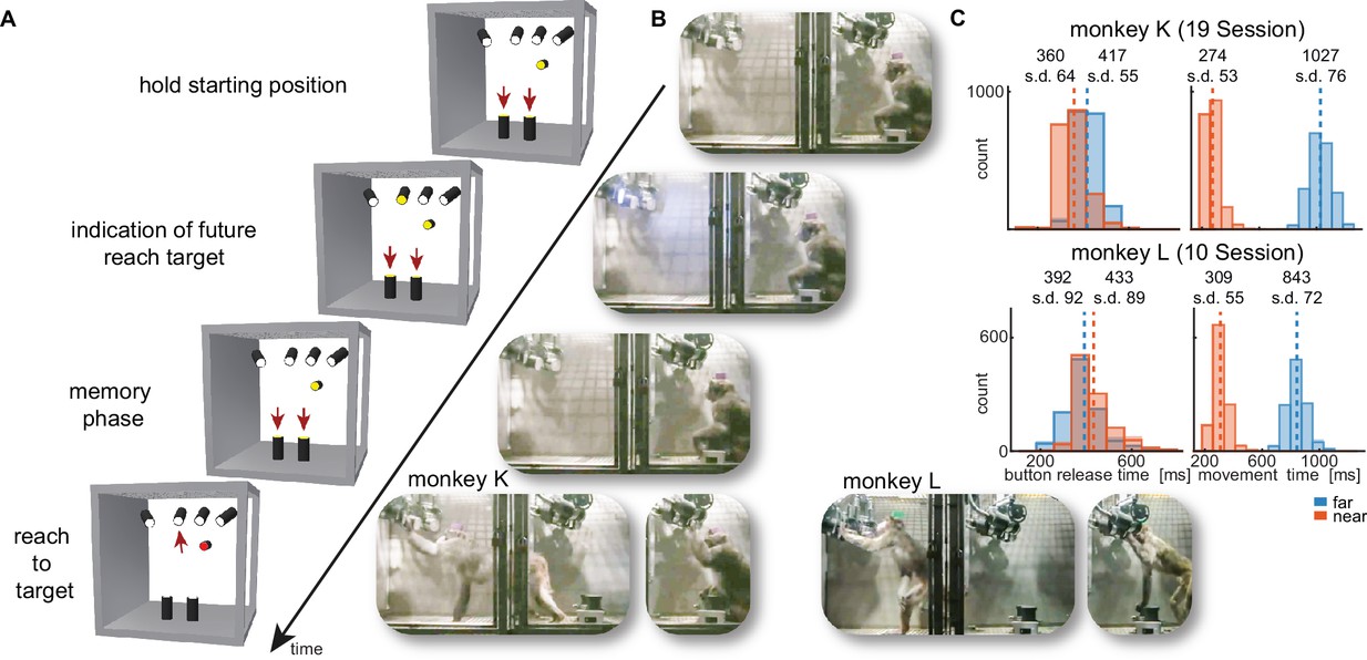 Wireless recording from unrestrained monkeys reveals motor goal encoding beyond immediate reach in frontoparietal cortex-thumbnail-1